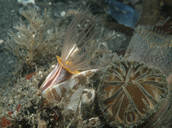 Acorn barnacle next to horseneck clam siphon