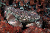 Crab in red bryozoan