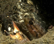 Fringehead with crab