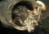 Fringehead blenny tidying up his PVC pipe home