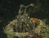 Fringehead with small Hermissenda on edge of bottle