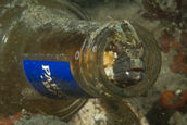 Fringehead living in recently discarded rum bottle