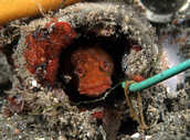 Yellowfin fringehead in a PVC tube with a length of wire through it