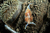 Hermissenda nudibranch on horseneck clam siphon