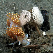 Hermissenda nudibranch laying eggs
