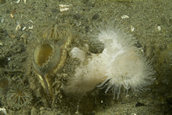 Metridium anemone growing on clam siphon