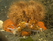 Hermissenda nudibranch on gold metridium anemone