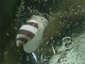 Tiny snail on Gallo wine bottle