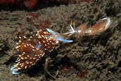 Hermissenda and trilineata nudibranchs square off