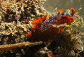 Triopha maculata with curious pipefish looking on