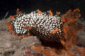 Triopha maculata with small Acanthodoris rhodoceras (lower left)