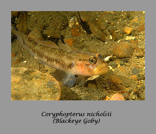 blackeye goby
