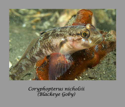 blackeye goby