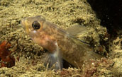 black-eyed goby