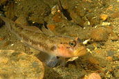 blackeye goby