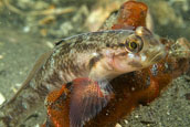 blackeye goby