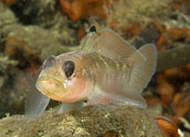 blackeye goby