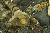 Small sculpin with Hermissenda nudibranch.
