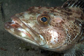 Lingcod