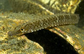 pipefish