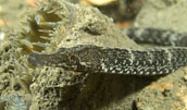 pipefish