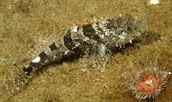 sculpin