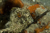 Cabezon in red bryozoan