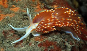 nudibranch