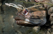 blenny