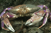 crabs