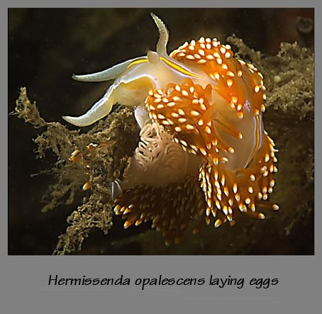 nudibranch laying eggs
