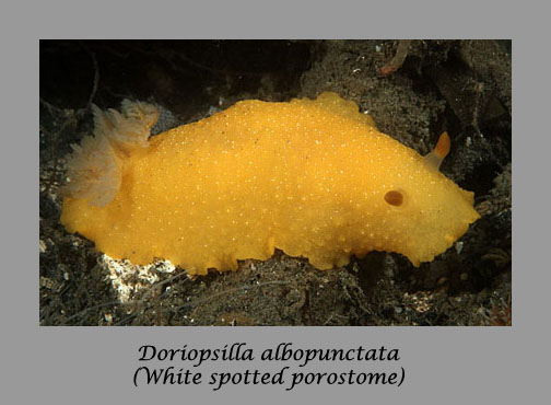 Doriopsilla albopunctata nudibranch