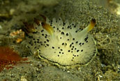 Acanthodoris rhodoceras nudibranch