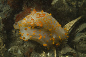 nudibranchs mating