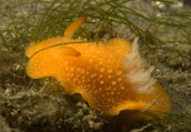 acanthodoris lutea nudibranch