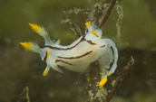 Trapania velox