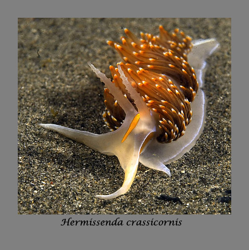 hermissenda crassicornis