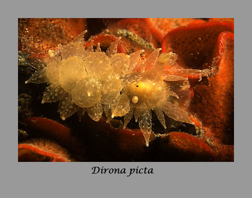 Dirona picta nudibranch