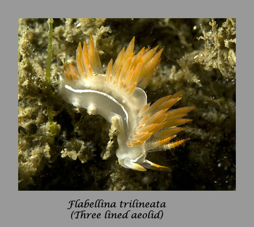Flabellina trilineata nudibranch
