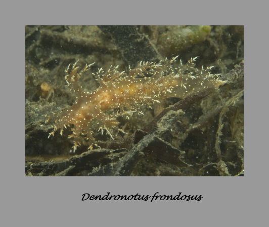 Aegires albopunctatus nudibranch