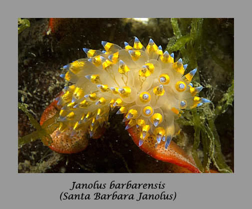janolus nudibranch