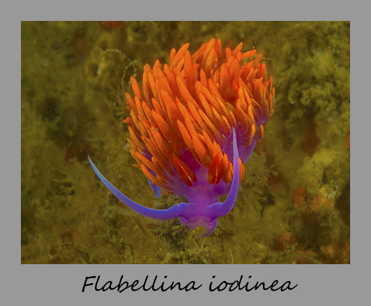 nudibranch laying eggs