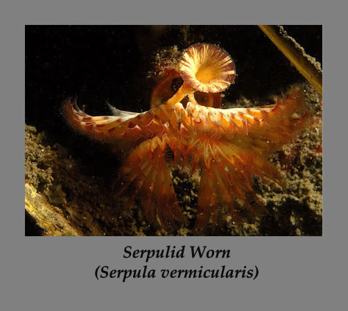 serpulid worm