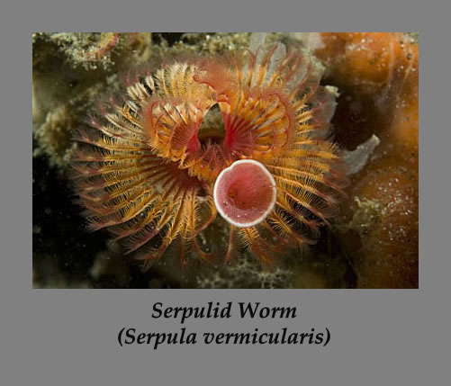 serpulid worm