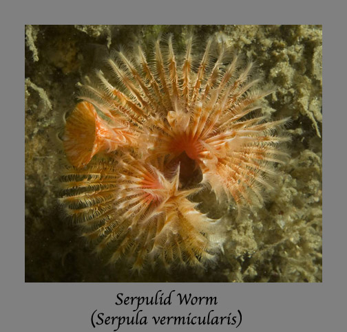 serpulid worm