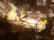 trapania velox