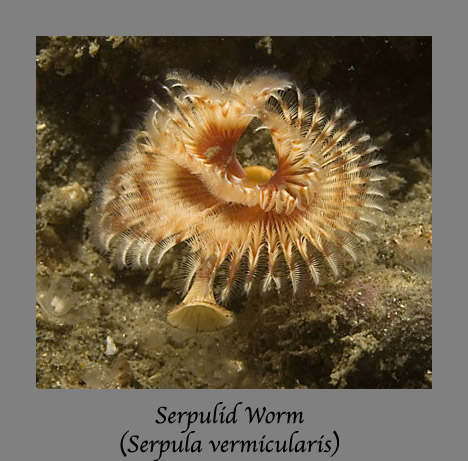 serpulid worm