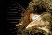 acorn barnacle