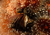 acorn barnacle