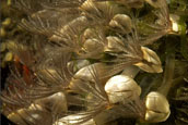 goose-necked barnacle